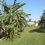 Palmeras *