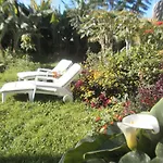 Palmeras Icod de los Vinos