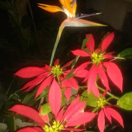 Finca Las Palmeras Semesterbostad Icod De Los Vinos