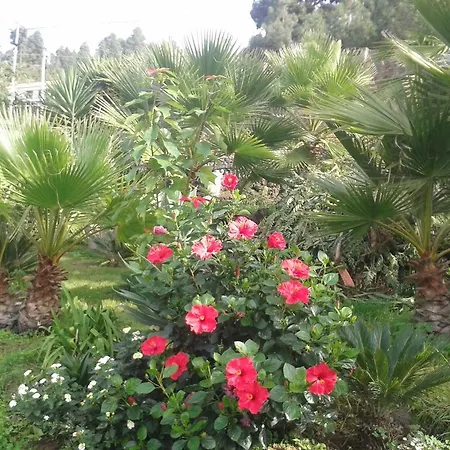 Semesterbostad Finca Las Palmeras *