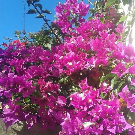 Finca Las Palmeras Holiday home