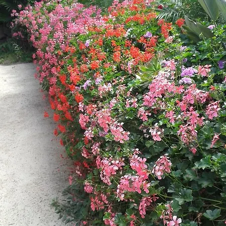 Semesterbostad Finca Las Palmeras *