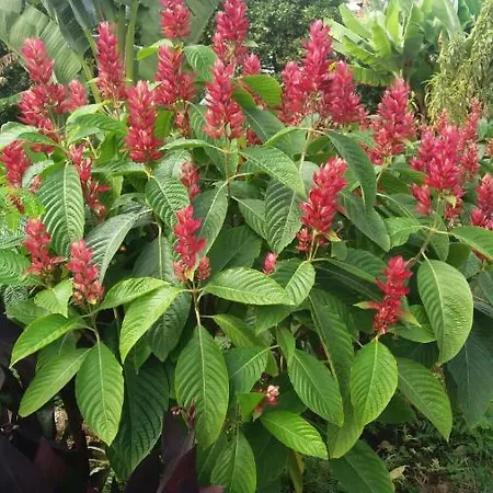 Semesterbostad Finca Las Palmeras *