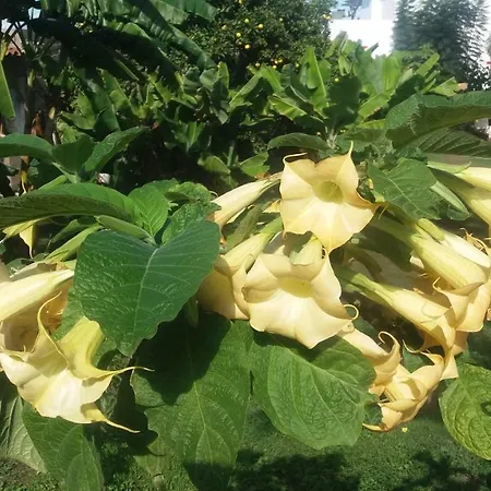 Finca Las Palmeras Holiday home