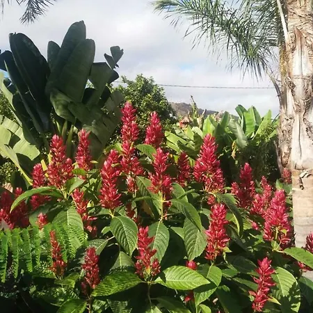 Finca Las Palmeras * Icod De Los Vinos