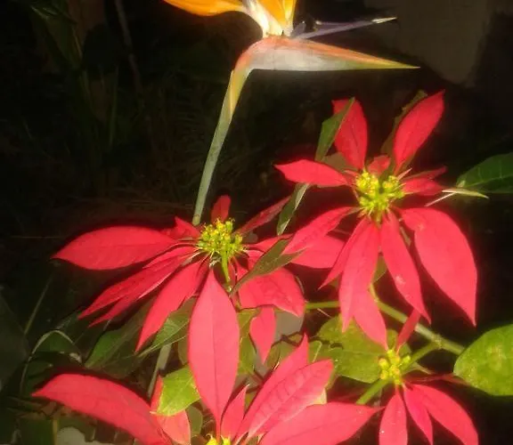 Palmeras Dom wakacyjny Icod De Los Vinos