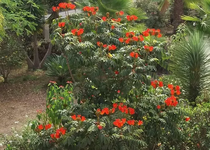 Palmeras Casa de Férias Icod De Los Vinos