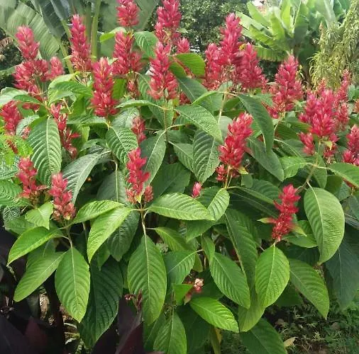 Vakantiehuis Palmeras *