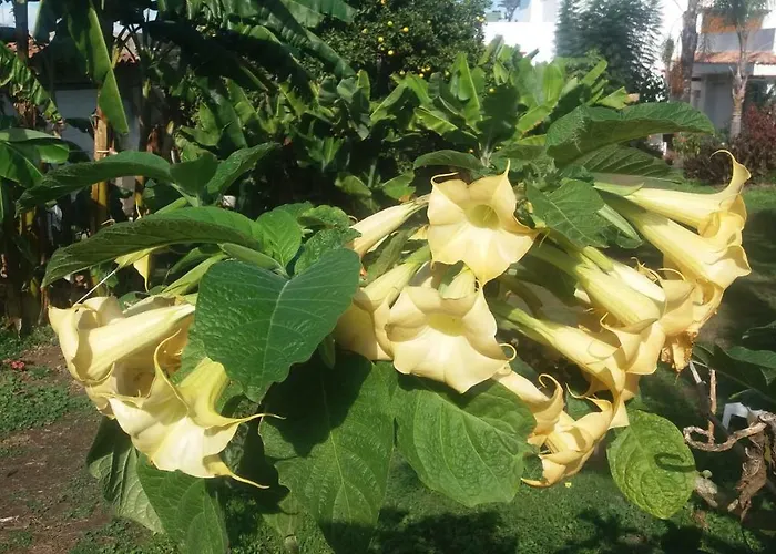 Palmeras Vakantiehuis