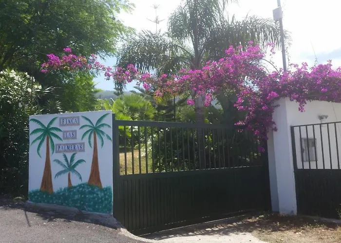 Palmeras Icod De Los Vinos