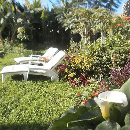 Palmeras Icod de los Vinos