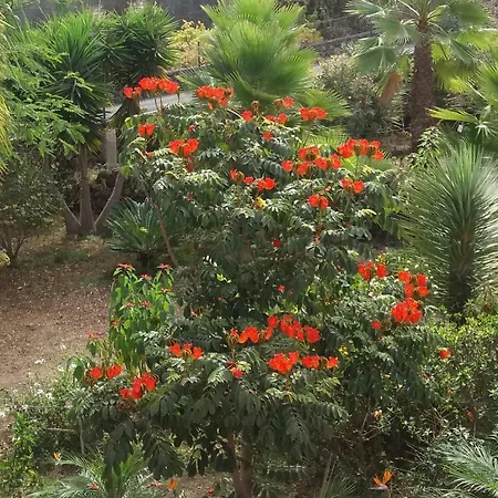 Palmeras Feriehus Icod De Los Vinos