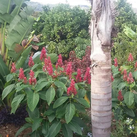 Palmeras
