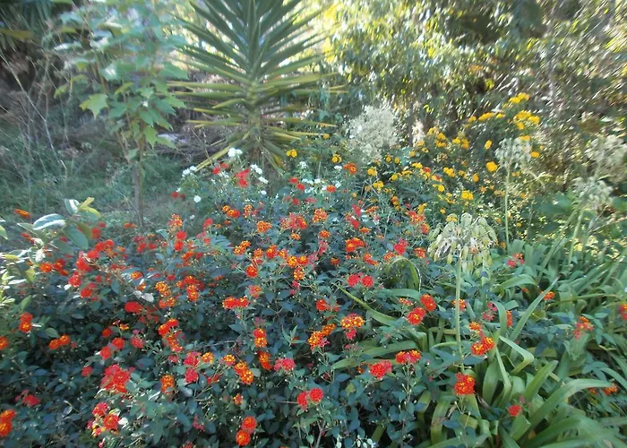 Palmeras איקוד דה לוס וינוס