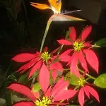 Palmeras Vakantiehuis Icod De Los Vinos