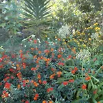 Palmeras Icod De Los Vinos