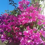 Palmeras Vakantiehuis