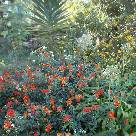 Palmeras إيكود ذي لوس فينوس