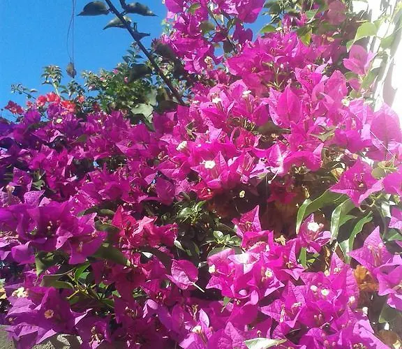 Finca Las Palmeras Holiday home