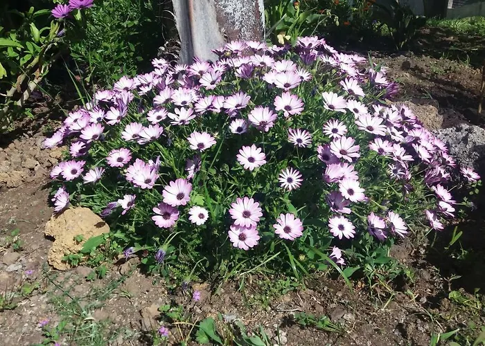 Finca Las Palmeras *