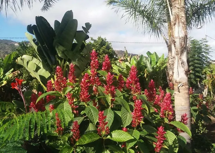 Finca Las Palmeras * Icod De Los Vinos